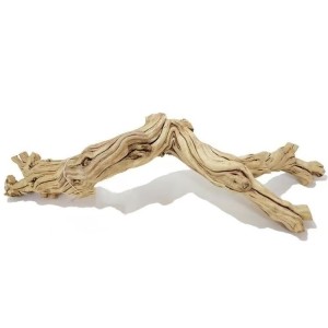 test-盤龍樹根（Coiling Dragon Root）