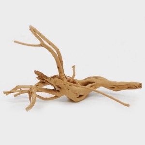 test-樹根（Root）