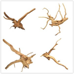 test-小松根（Small Pine Root）