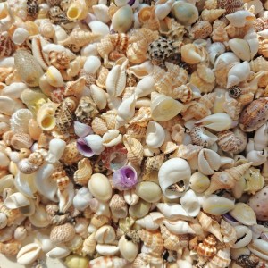 test-雜螺（Miscellaneou Spiral Shell）