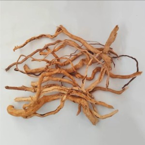 test-單支樹根（Single Branch Roots）