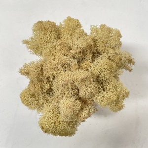 test-淺黃色苔蘚（Light Yellow Moss）