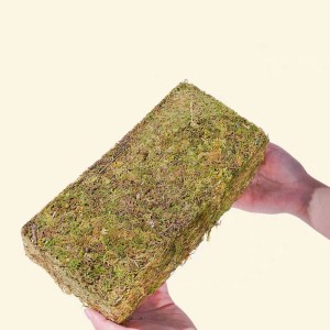 test-綠色苔蘚（Green Moss）