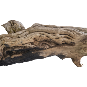 test-浮木（流木）Drift Wood