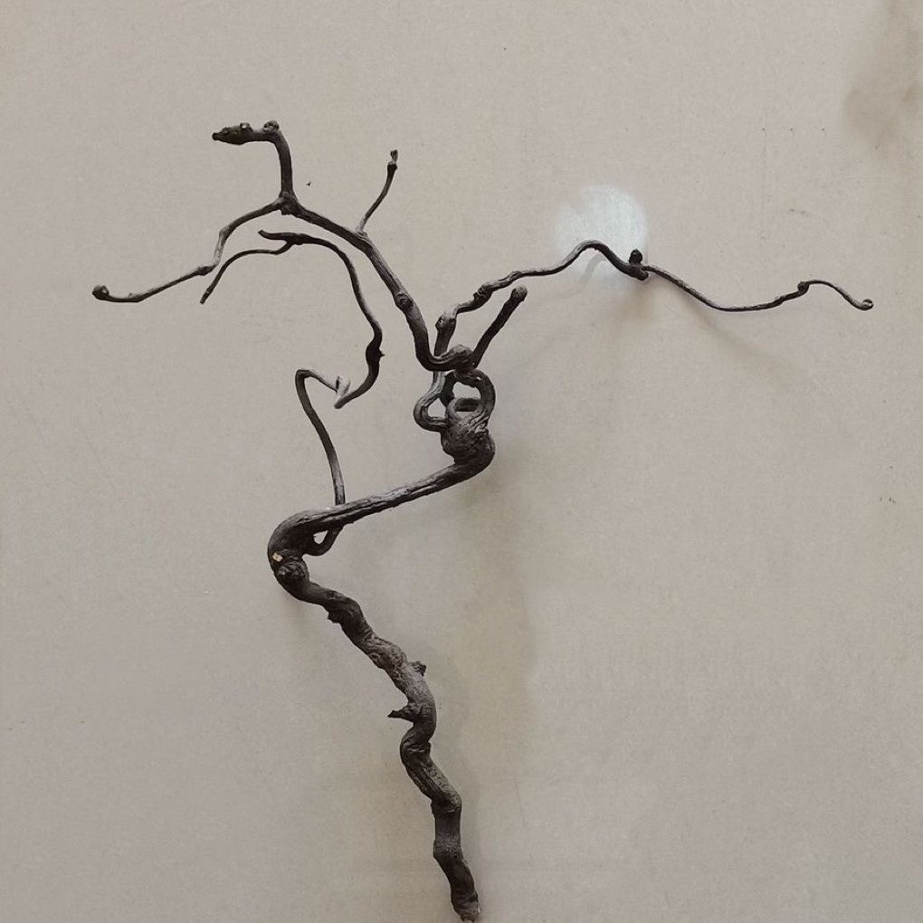 test-黑色樹根（Black Root）