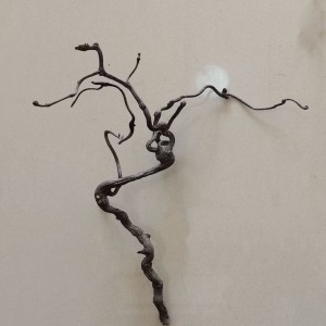 test-黑色樹根（Black Root）